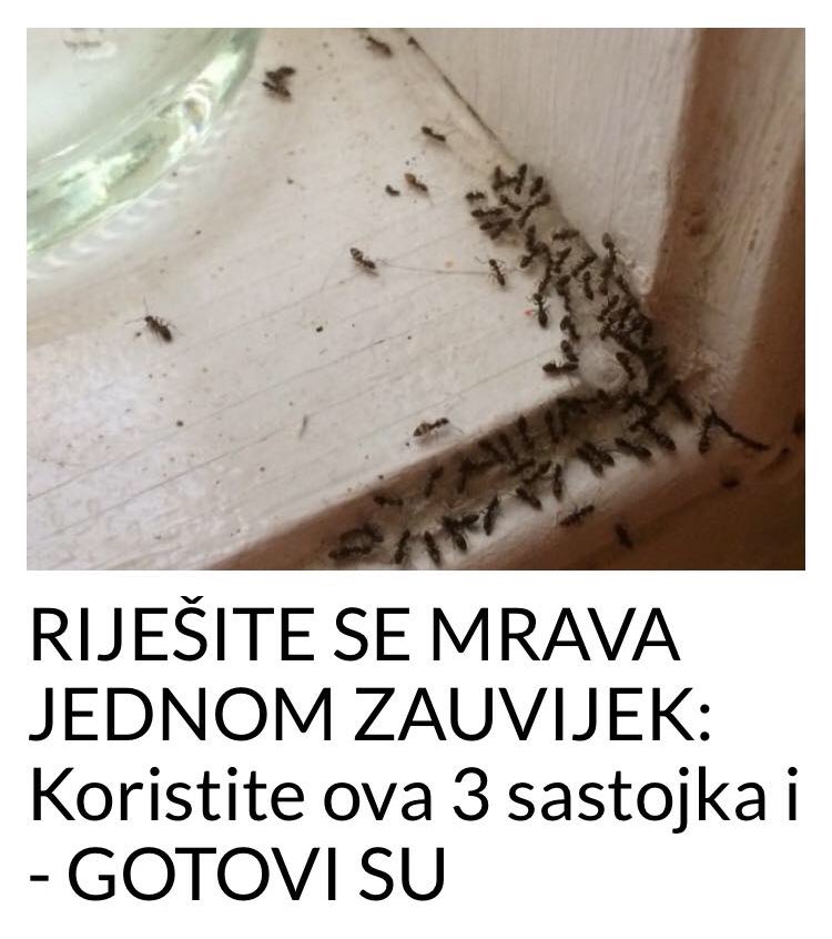 POGLEDAJTE KAKO DA SE RJESITE MRAVA ZAUVIJEK