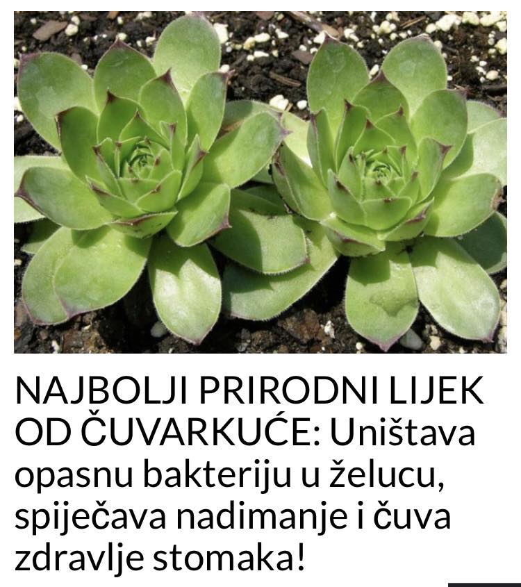 POGLEDAJTE KOJA BILJKA UNISTAVA OPASNU BAKTERIJU U ZELUCU, TE SPRECAVA NADIMANJE