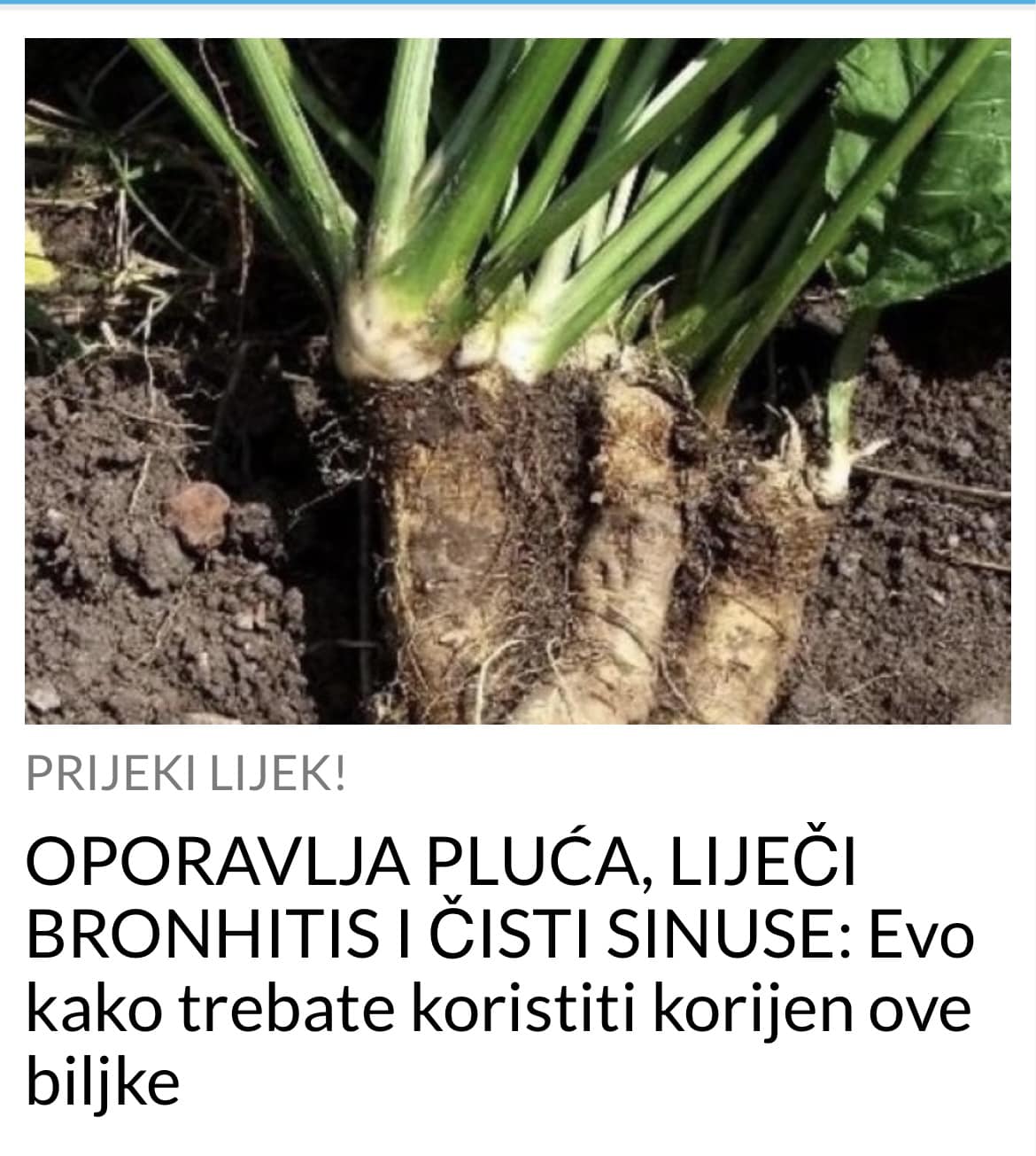 ISKORISTITE KORIJEN OVE BILJKE ZA RAZNE BOLESTI