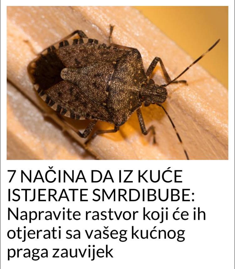 POGLEDAJTE NACINE KAKO DA ISTJERATE SMRDIBUBE IZ VASE KUCE ZAUVIJEK