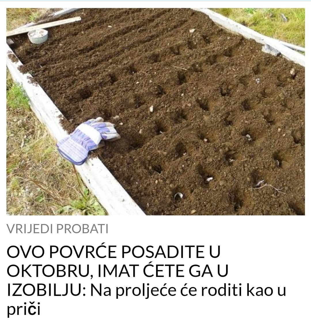 POSADITE OVO POVRCE SADA I IMAT CETE GA U IZOBILJU