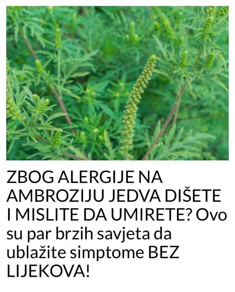 PAR BRZIH SAVJETA ZA UBLAŽENJE SIMPTOMA ALERGIJE NA AMBROZIJU