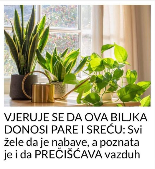 BILJKA KOJA DONOSI PARE I SRECU, TAKODJER PRECISCAVA VAZDUH !