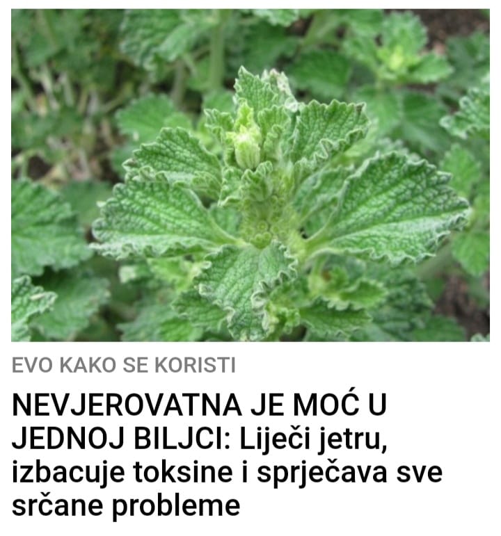 POGLEDAJTE KOJU MOĆ IMA MACINA TRAVA