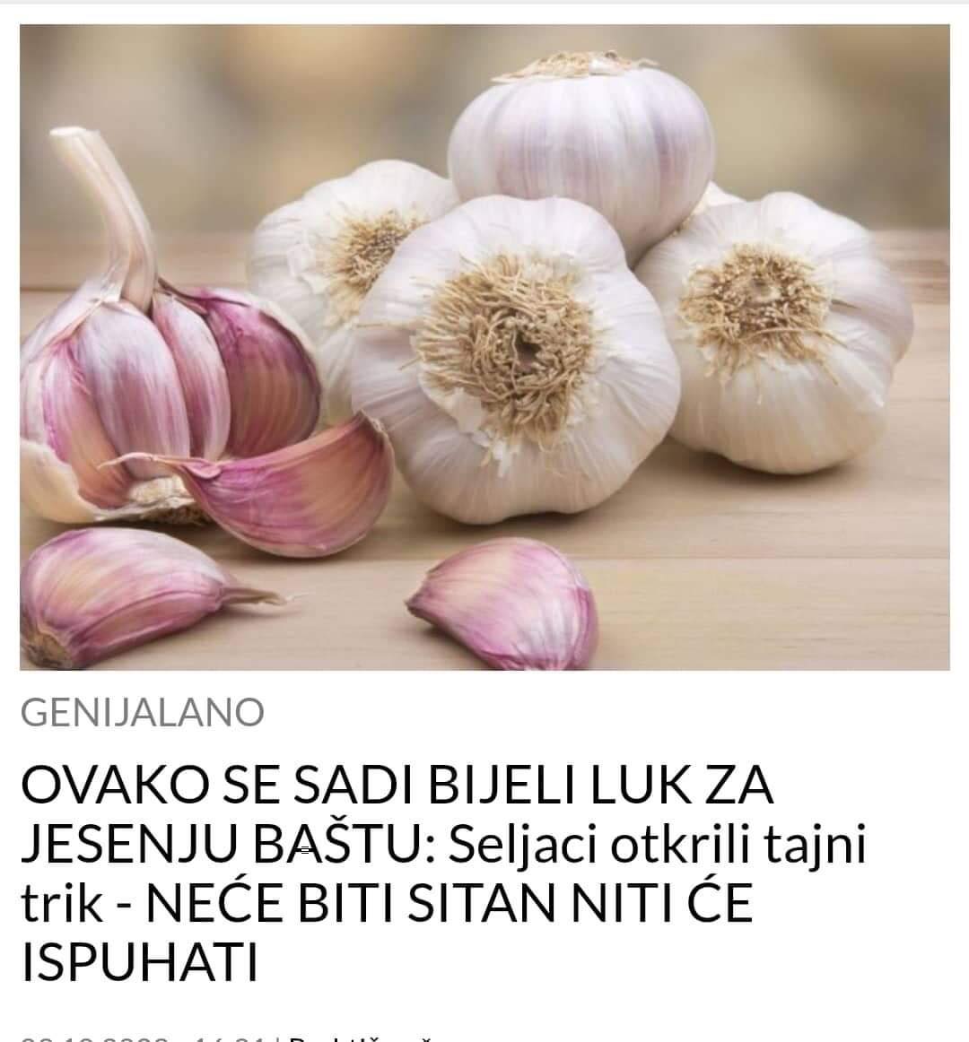 SADITE BIJELI LUK NA OVAJ NAČIN