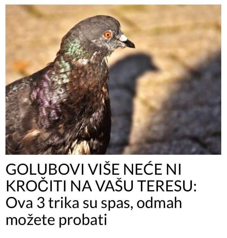 POGLEDAJTE 3 TRIKA POMOĆU KOJIH STE SIGURNI DA VAM GOLUBOVI VIŠE NEĆE DOLAZITI NA TERASU