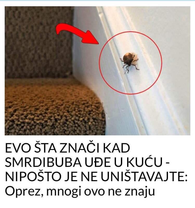 POGLEDAJTE ŠTA ZNAČI KAD SMRDIBUBA UĐE U KUĆU