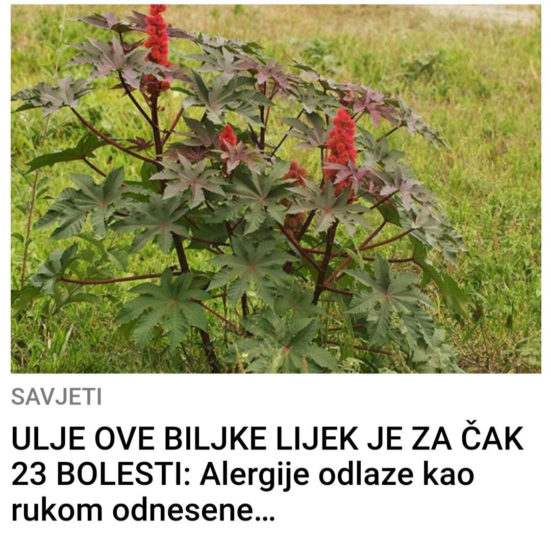 OVA BILJKA JE LIJEK CAK ZA 23 BOLESTI