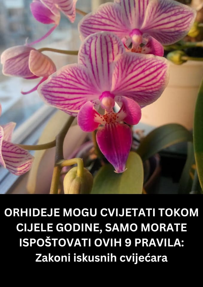 POGLEDAJTE KAKO SACUVATI ORHIDEJU TOKOM ZIME