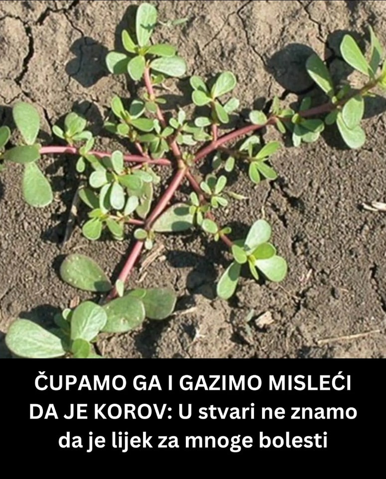 OVAJ “KOROV” JE LIJEK ZA MNOGE BOLESTI