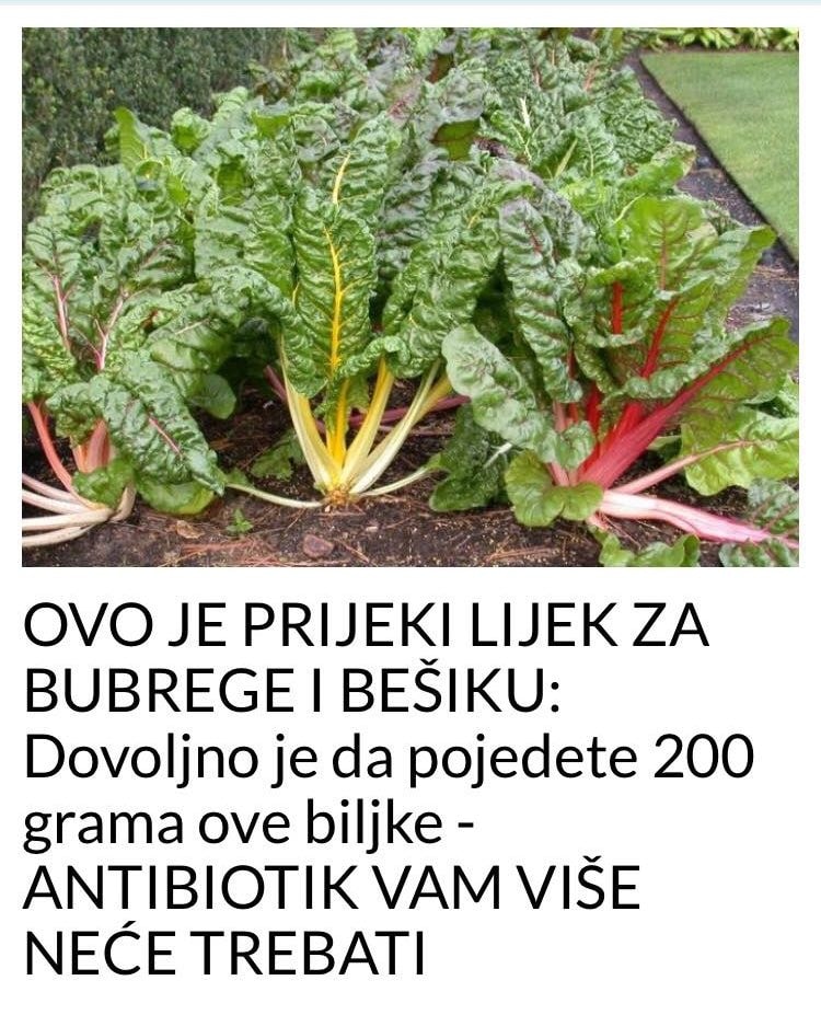 POGLEDAJTE  PRIJEKI LIJEK ZA BUBREGE I BEŠIKU