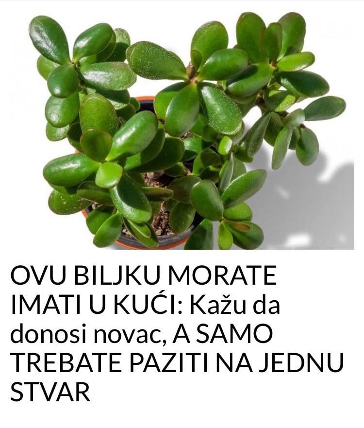 OVA BILJKA DONOSI NOVAC U KUCU