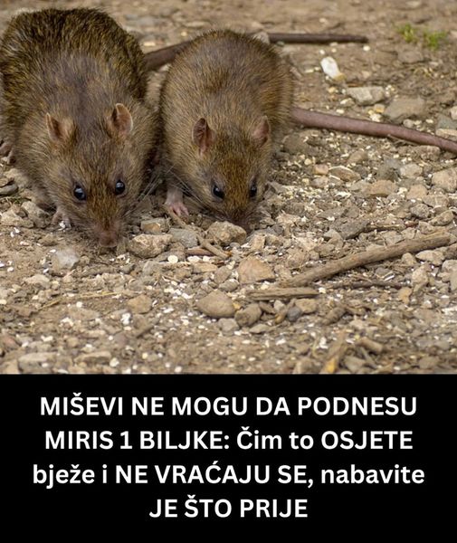 POGLEDAJTE OD CEGA BJEZE MISEVI !