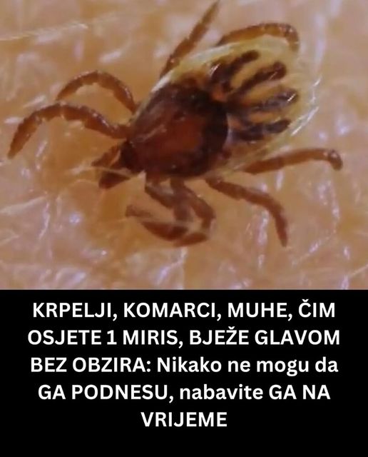 POGLEDAJTE KAKO DA KRPELJI, KOMARCI, MUHE, ČIM OSJETE 1 MIRIS, BJEŽE GLAVOM BEZ OBZIRA