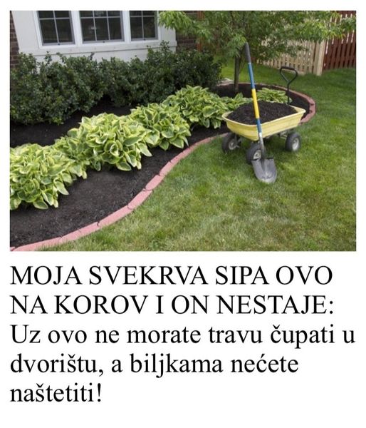 POGLEDAJTE MOJA SVEKRVA SIPA OVO NA KOROV I ON NESTAJE: Uz ovo ne morate travu čupati u dvorištu, a biljkama nećete naštetiti!