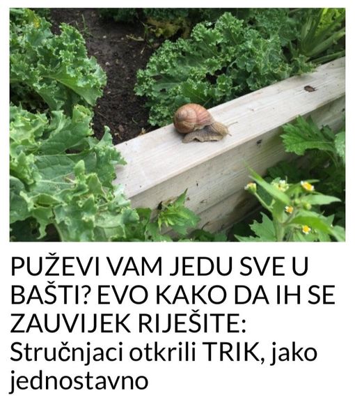 POGLEDAJTE ZAŠTO VAM PUŽEVI JEDU SVE U BAŠTI? EVO KAKO DA IH SE ZAUVIJEK RIJEŠITE: Stručnjaci otkrili TRIK, jako jednostavno