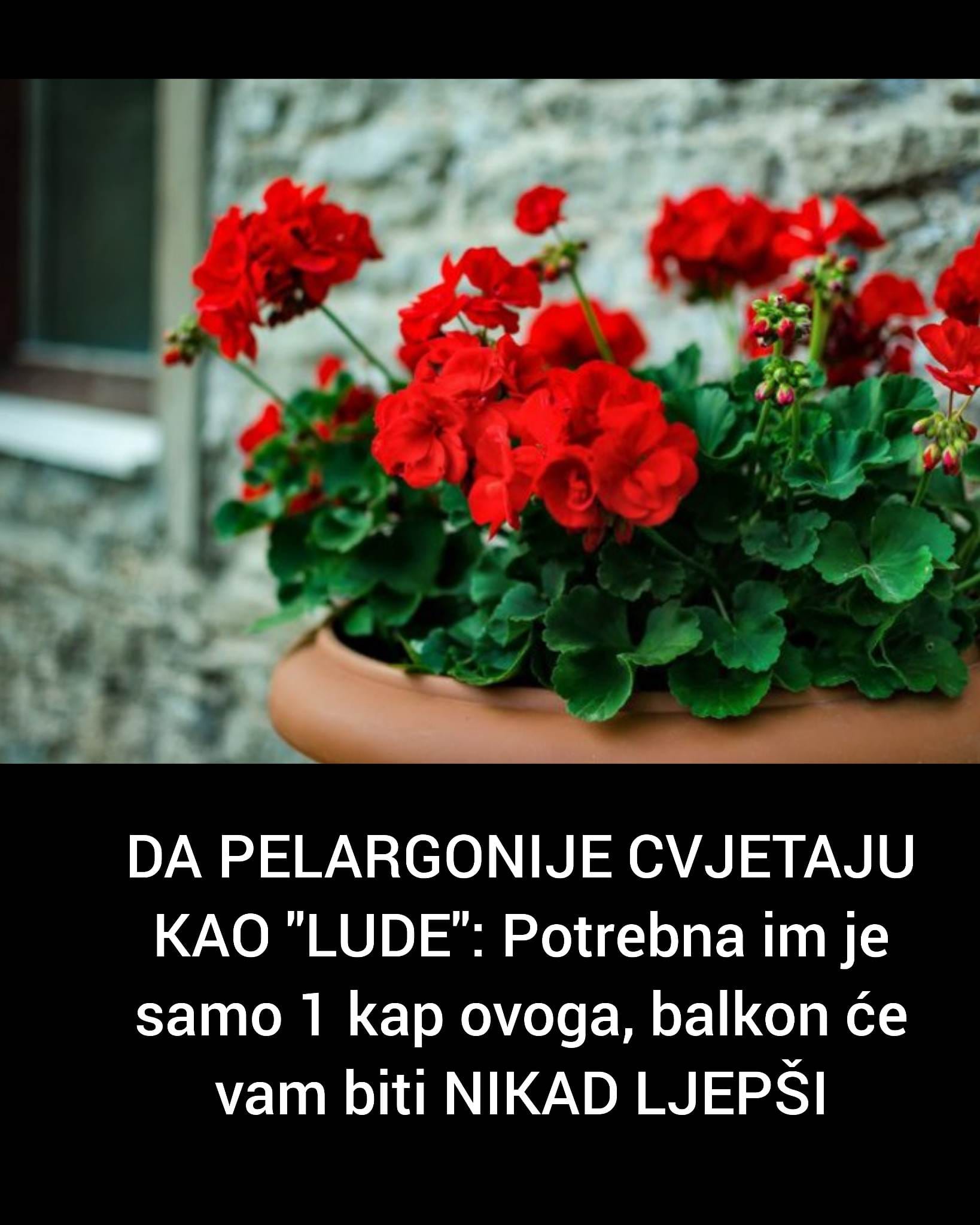 POGLEDAJTE KAKO DA VAM PELARGONIJE CVJETAJU KAO LUDE