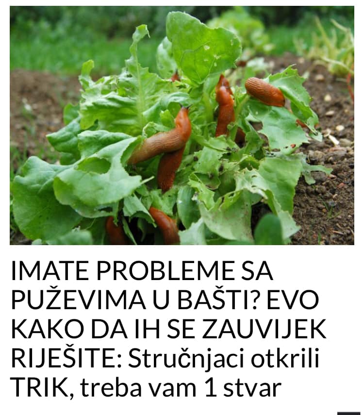 IMATE PROBLEME SA PUŽEVIMA U BAŠTI? EVO KAKO DA IH SE ZAUVIJEK RIJEŠITE: Stručnjaci otkrili TRIK, treba vam 1 stvar