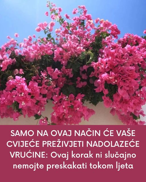 SAMO NA OVAJ NAČIN ĆE VAŠE CVIJEĆE PREŽIVJETI NADOLAZEĆE VRUĆINE:   Ovaj korak ni slučajno nemojte preskakati tokom ljeta