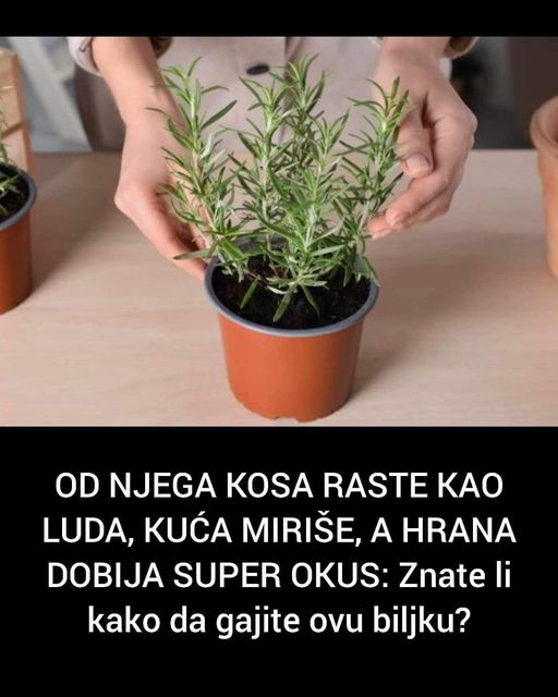 OD NJEGA KOSA RASTE KAO LUDA, KUĆA MIRIŠE, A HRANA DOBIJA SUPER OKUS: Znate li kako da gajite ovu biljku?