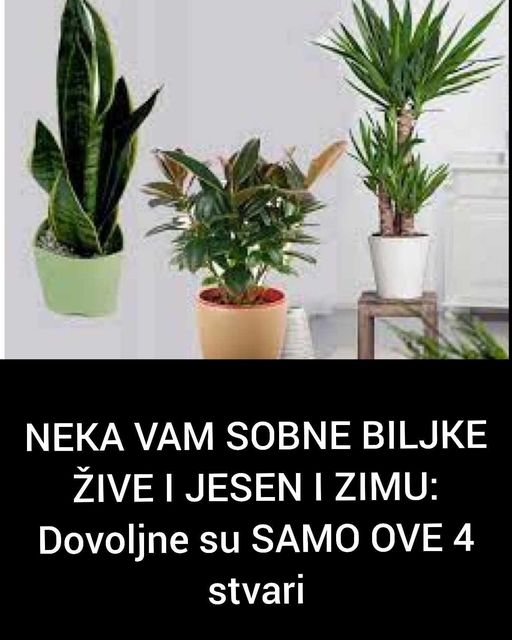 NEKA VAM SOBNE BILJKE ŽIVE I JESEN I ZIMU: Dovoljne su SAMO OVE 4 stvari