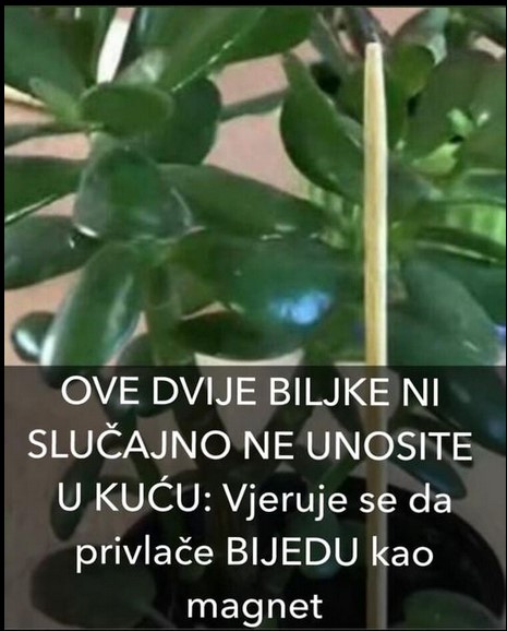 OVE DVE BILJKE NI SLUČAJNO NE UNOSITE U KUĆU: Veruje se da privlače BEDU kao magnet