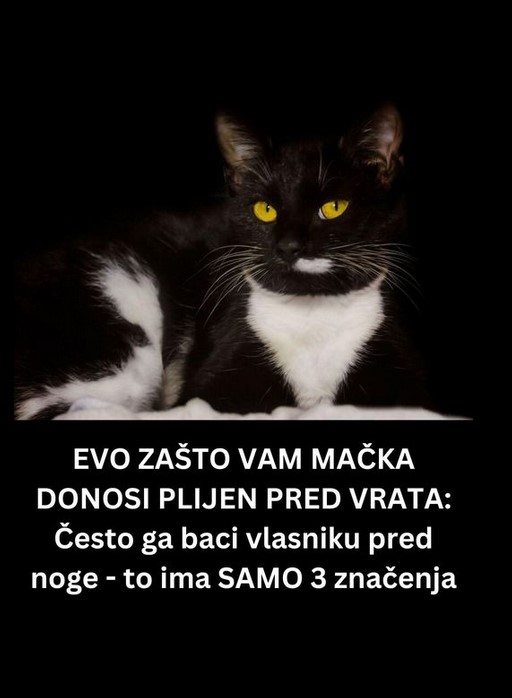 EVO ZAŠTO VAM MAČKA DONOSI MRTAV PLEN PRED VRATA: Često ga baci vlasniku pred noge – to ima SAMO 3 značenja