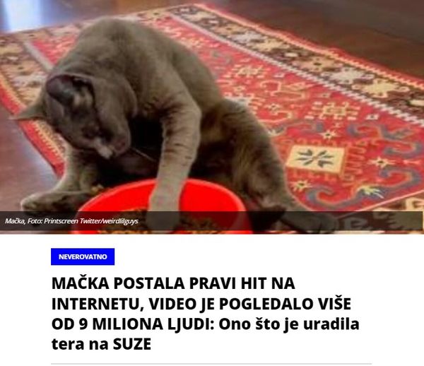 MAČKA POSTALA PRAVI HIT NA INTERNETU, VIDEO JE POGLEDALO VIŠE OD 9 MILIONA LJUDI: Ono što je uradila tera na SUZE