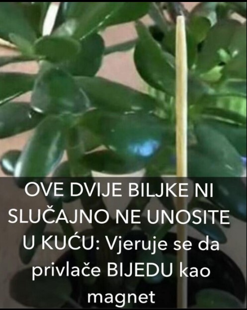 OVE DVE BILJKE NI SLUČAJNO NE UNOSITE U KUĆU: Veruje se da privlače BEDU kao magnet