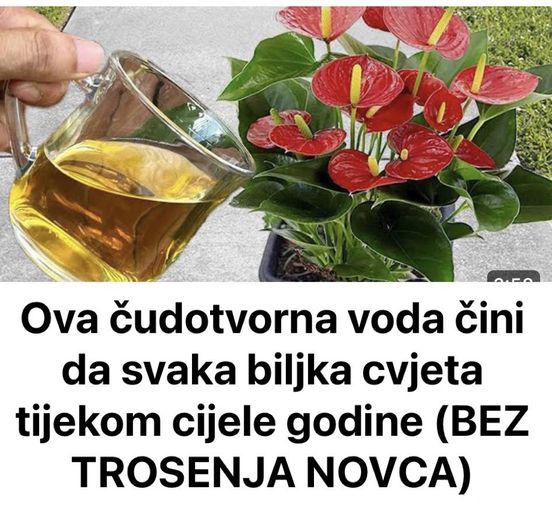 Ova čudotvorna voda čini da svaka biljka cvjeta tijekom cijele godine (BEZ TROSENJA NOVCA)