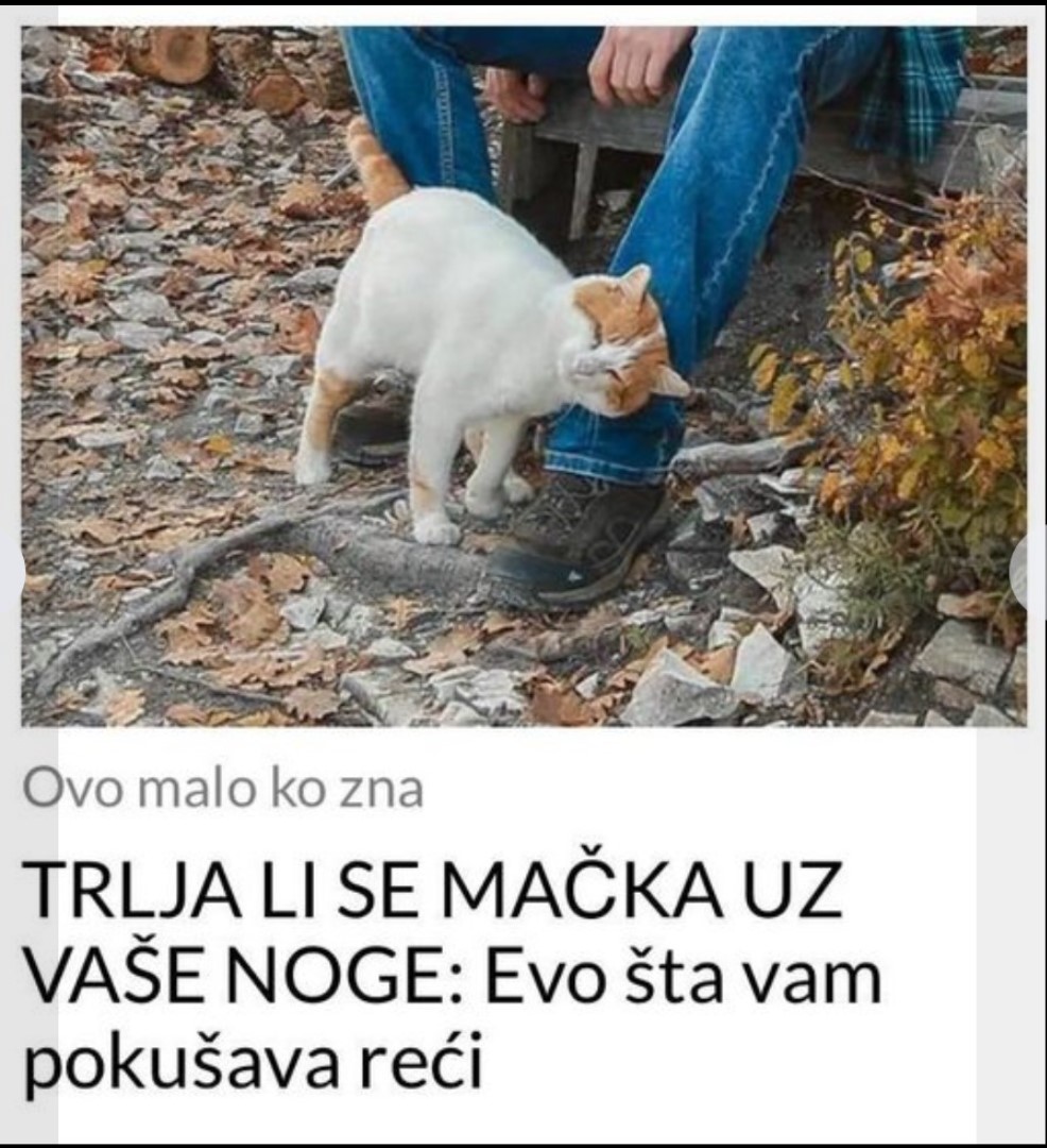 TRLJA LI SE MAČKA UZ VAŠE NOGE: Evo šta vam pokušava reći