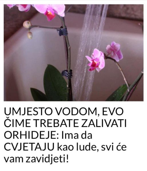 UMJESTO VODOM, EVO ČIME TREBATE ZALIVATI ORHIDEJE: Ima da CVJETAJU kao lude, svi će vam zavidjeti!