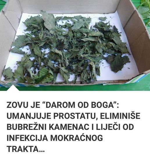 ZOVU JE “DAROM OD BOGA”: UMANJUJE PROSTATU, ELIMINIŠE BUBREŽNI KAMENAC I LIJEČI OD INFEKCIJA MOKRAĆNOG TRAKTA…