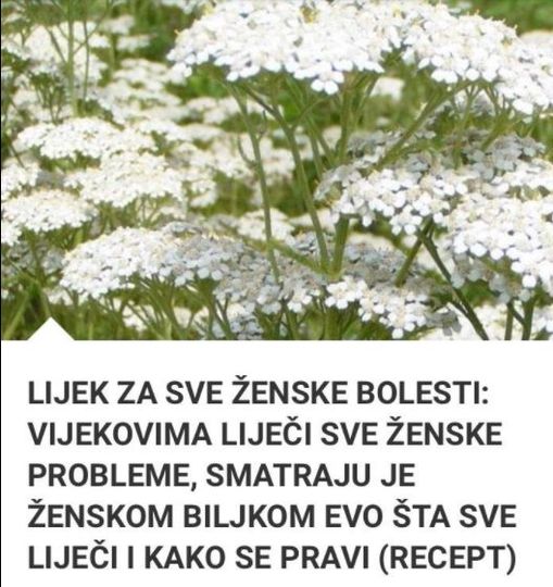 LIJEK ZA SVE ŽENSKE BOLESTI: VIJEKOVIMA LIJEČI SVE ŽENSKE PROBLEME, SMATRAJU JE ŽENSKOM BILJKOM EVO ŠTA SVE LIJEČI I KAKO SE PRAVI (RECEPT)