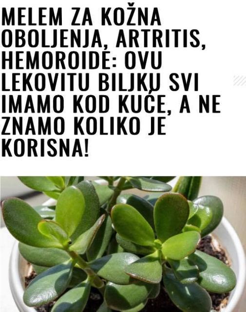 Melem za kožna oboljenja, artritis, hemoroide: Ovu lekovitu biljku svi imamo kod kuće, a ne znamo koliko je korisna!