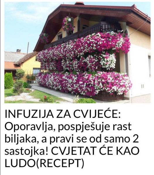 INFUZIJA ZA CVIJEĆE: Oporavlja, pospješuje rast biljaka, a pravi se od samo 2 sastojka!