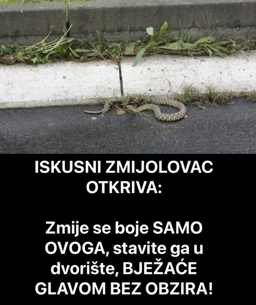 ISKUSNI ZMIJ0LOVAC OTKRIVA: Zmije Se Boje SAMO OVOGA, Stavite Ga U Dvorište, BJEŽAĆE GLAVOM BEZ OBZIRA!