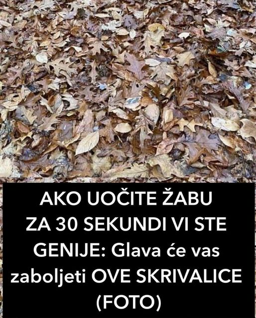 AKO UOČITE ŽABU ZA 30 SEKUNDI VI STE GENIJE: Glava će vas zaboljeti OVE SKRIVALICE (FOTO)