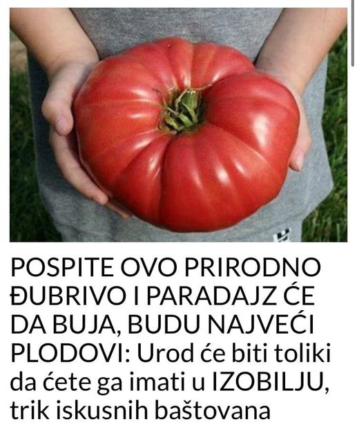 POSPITE OVO PRIRODNO ĐUBRIVO I PARADAJZ ĆE DA BUJA, BUDU NAJVEĆI PLODOVI: Urod će biti toliki da ćete ga imati u IZOBILJU, trik iskusnih baštovana