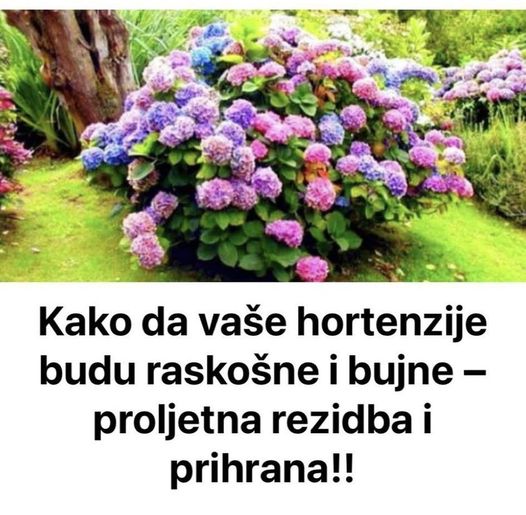 Kako da vaše hortenzije budu raskošne i bujne – proljetna rezidba i prihrana!!