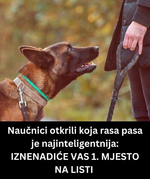 Naučnici otkrili koja rasa pasa je najinteligentnija