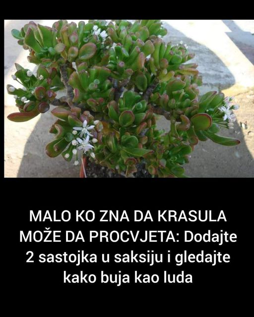 MALO KO ZNA DA KRASULA MOŽE DA PROCVJETA: Dodajte 2 sastojka u saksiju i gledajte kako buja kao luda